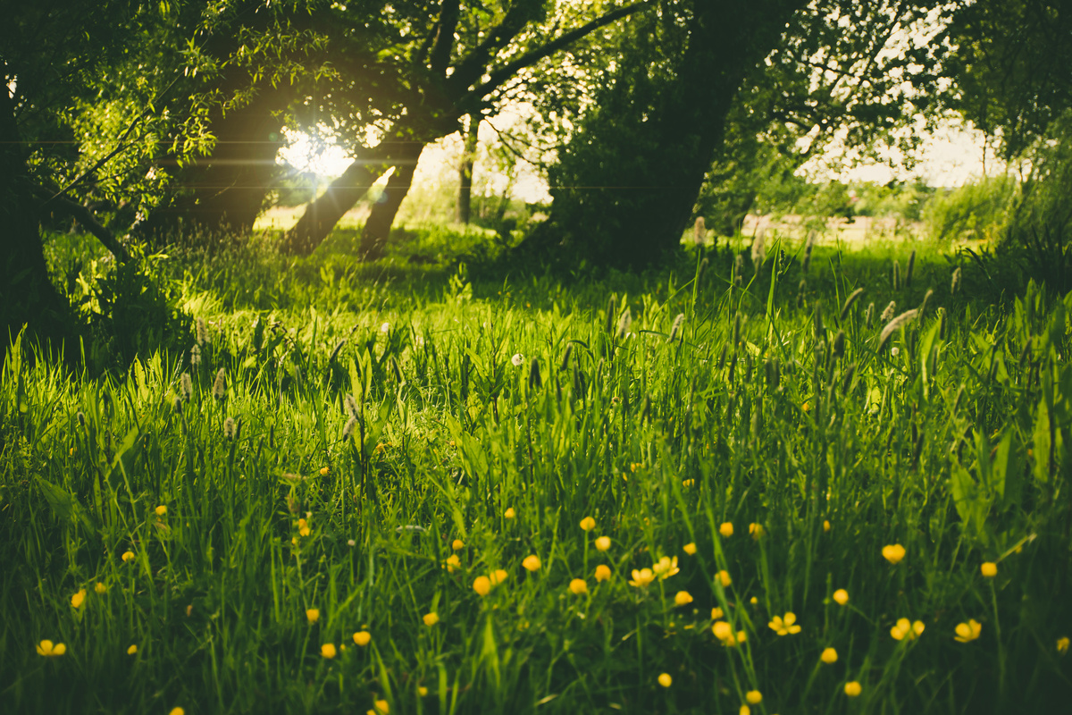 Green Grass in the Forest